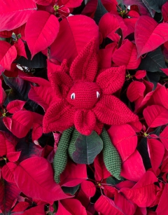 Poinsettia Kit