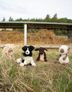 Daisy the Sheepdog