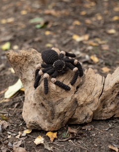 Mini Tara the Tarantula