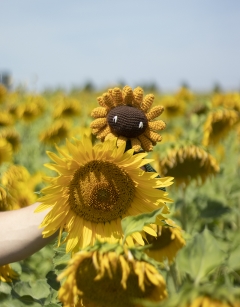 Sunflower Kit