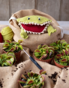 Venus Fly Trap Kit