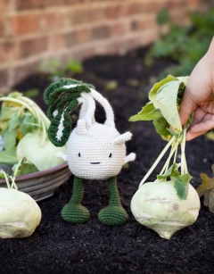 Kohlrabi Kit