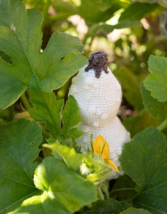 Warty Bottle Gourd Kit