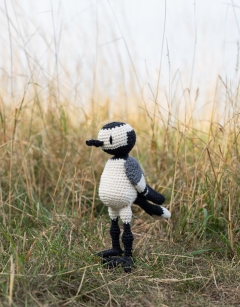 Alger the Pied Wagtail