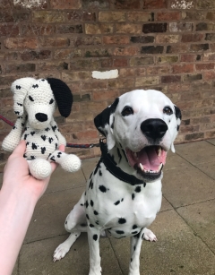 Mark the Dalmatian