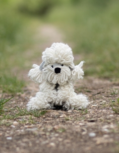 Wendy the Dandie Dinmont Terrier 