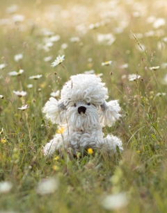 Wendy the Dandie Dinmont Terrier 