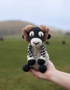 Dominic the Swaledale Sheep