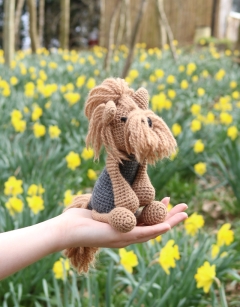 Dorothy the Yorkshire Terrier