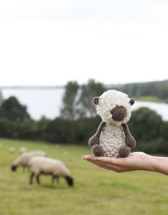 Hank the Dorset Down Sheep