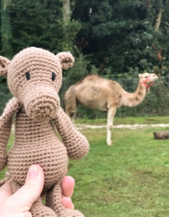 Erica the Dromedary Camel