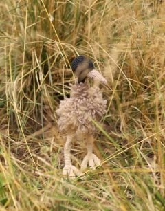 Taylor the Emu