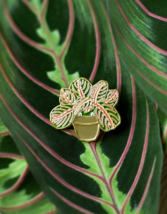 Maranta Fascinator Pin Badge