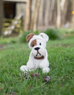 Vera the English Bulldog