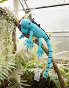 Euripides the Blue Iguana