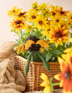 Rudbeckia Kit