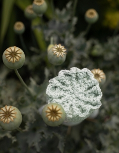 Poppy Seed Head Kit