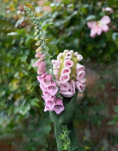 Foxglove Kit