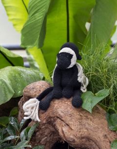 Franklin the Colobus Monkey