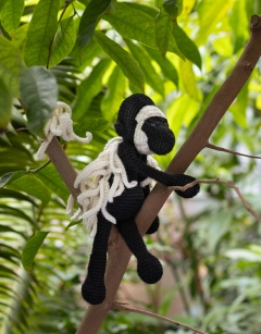 Franklin the Colobus Monkey