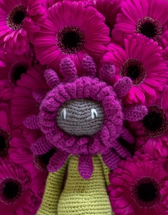 Gerbera Kit