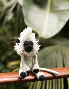 Eli the Grey Langur