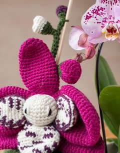 Harlequin Moth Orchid