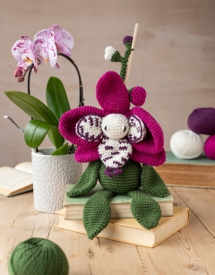 Harlequin Moth Orchid