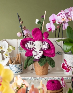 Harlequin Moth Orchid
