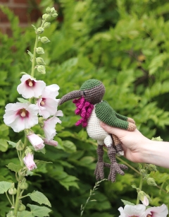 Pedro the Wine Throated Hummingbird