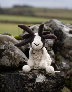 Lynn the Jacob Sheep