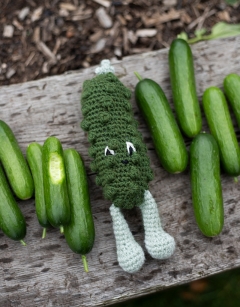 Baby Cucumber Kit