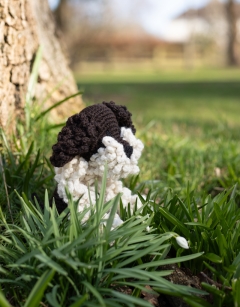 Otto the Lagotto Romagnolo
