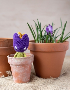 Mini Crocus and Iris Kit