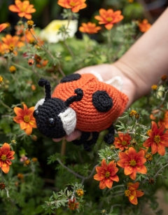Ava the Ladybird: 2-spot