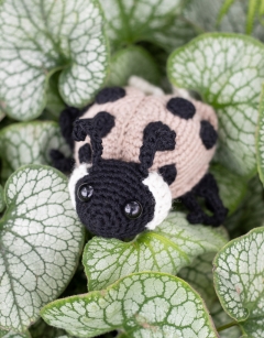 Ava the Ladybird: Ashy Gray
