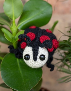 Ava the Ladybird: Black Harlequin