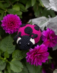 Ava the Ladybird: Pink Spotted