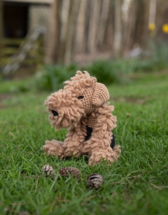Wainwright the Lakeland Terrier