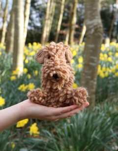 Wainwright the Lakeland Terrier