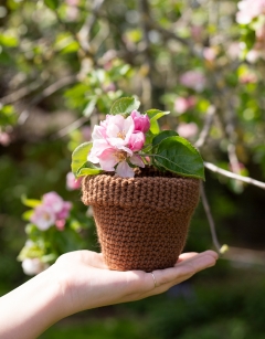 Large Terracotta Pot