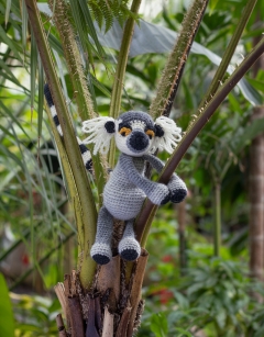 Lionel the Ring Tailed Lemur