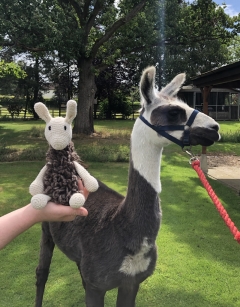 Archie the Llama