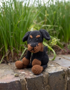 Ray the Manchester Terrier