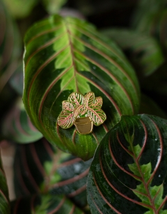 Maranta Fascinator