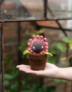 Mini Gerbera