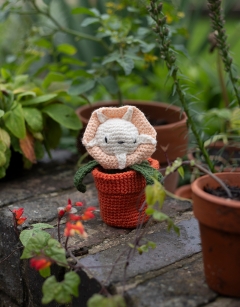 Mini Petunia