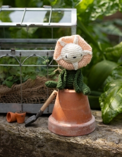 Mini Petunia