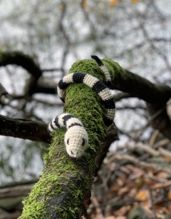 Shelley the Sea Snake