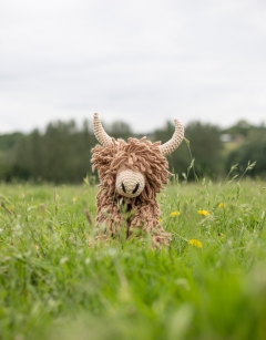 Large Morag the Highland Coo